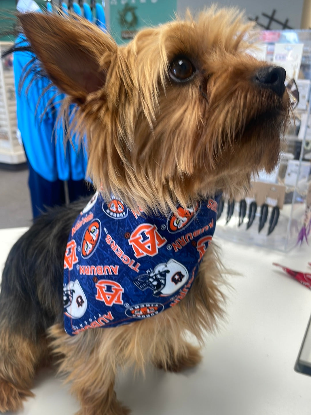College Doggy Bandanas