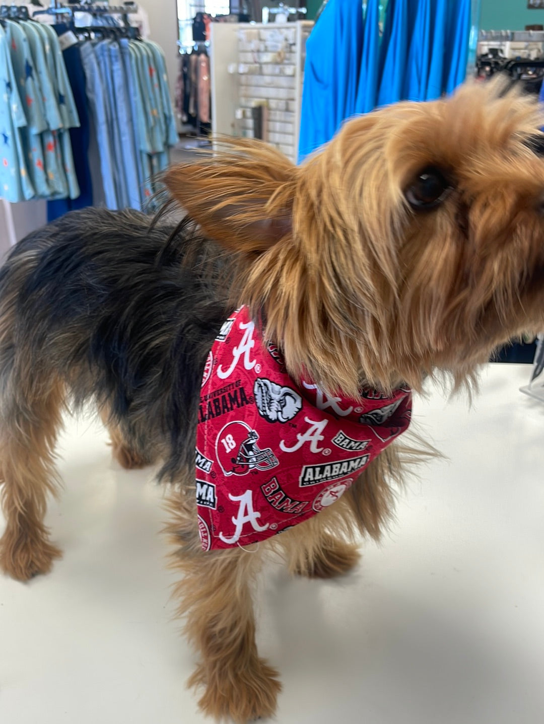 College shop dog bandanas