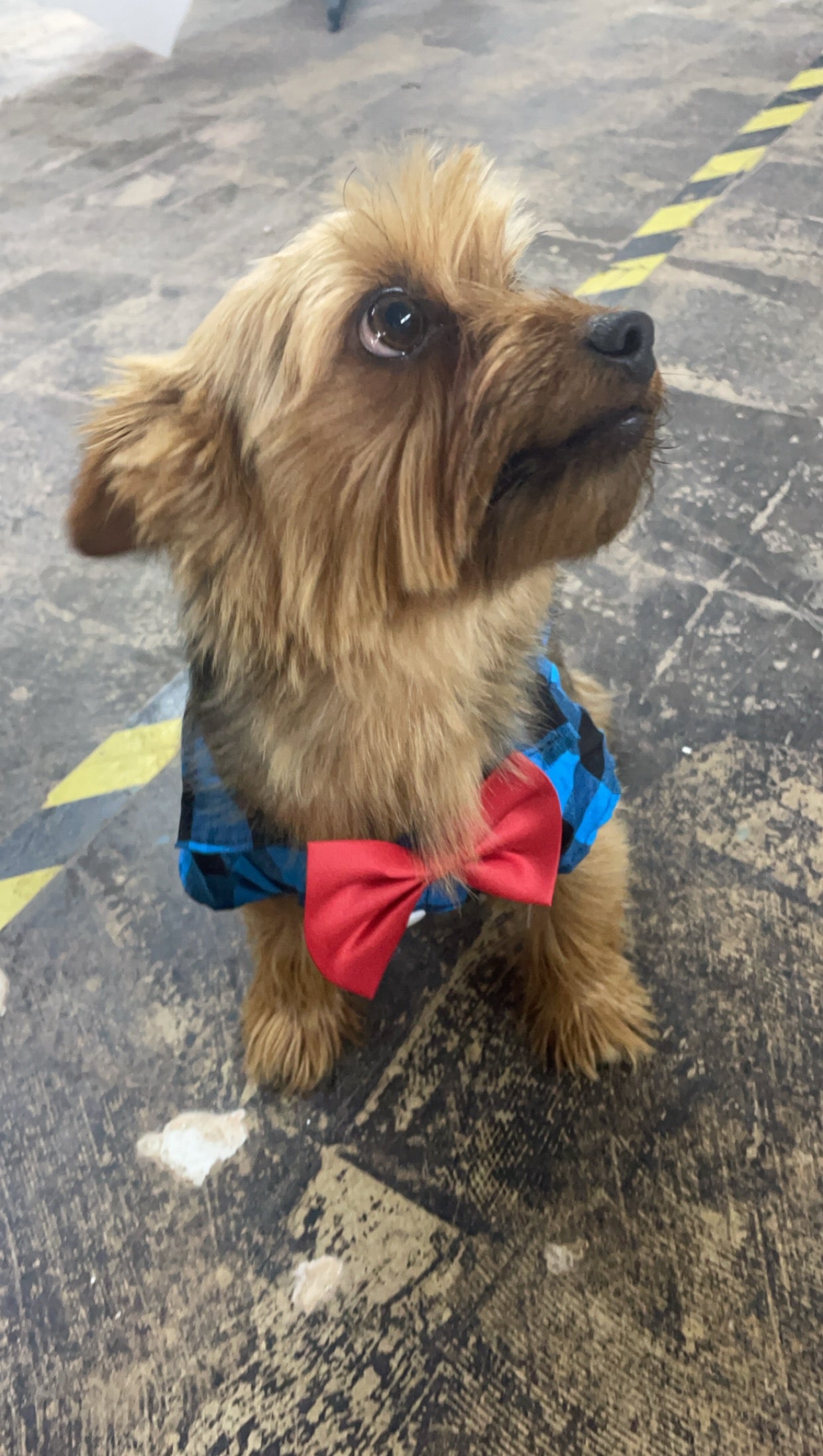 Plaid Bow Doggy Shirt